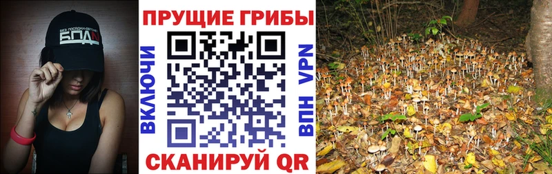 Псилоцибиновые грибы прущие грибы  Юрьев-Польский 